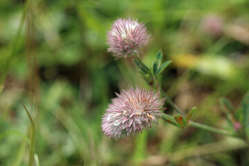 Hares foot clover flower in close up