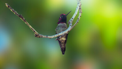 Male Anna's Hummingbird Perched on Branch