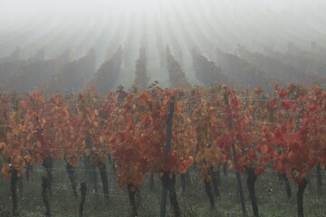 Fog in the Vineyard