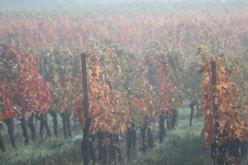 Wine in the Mist