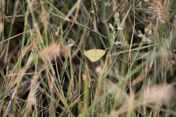Yellow butterfly resting in the grass