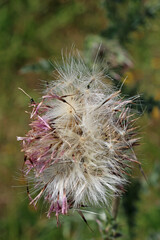 Musk thistle seed head in close up