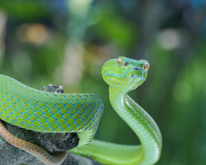 close up of a green snake