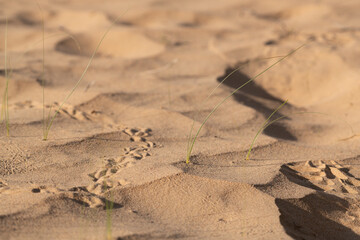Fresh blades of grass growing in the desert