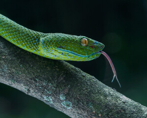 green snake on a tree