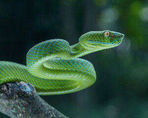 green snake in a tree