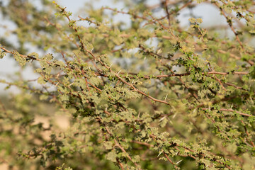 Close-up of a thorny acacia tree in the desert
