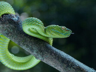 close up of a green snake