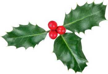 European Holly (Ilex aquifolium) leaves and fruits