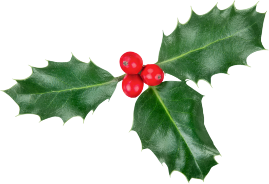 European Holly (Ilex aquifolium) leaves and fruits