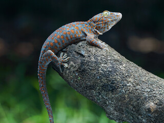 lizard on a tree