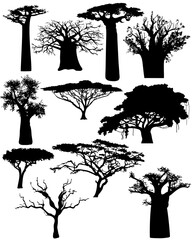 Various African trees and bushes on transparent background - 536995688