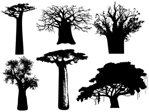 Various African trees and bushes on transparent background