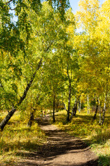 Autumn landscape. Birch autumn forest on a sunny day.