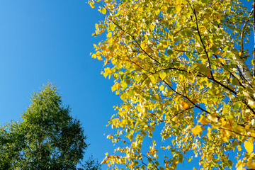 Autumn landscape. Autumn birches against the blue sky.