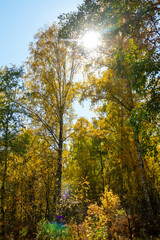 Autumn landscape. Birch autumn forest on a sunny day.