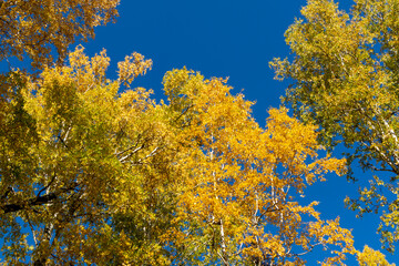 Autumn landscape. Autumn birches against the blue sky.
