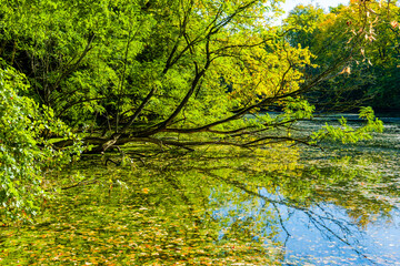 Fototapeta premium Sunny day in Autumnal forest, yellow orange trees and lake