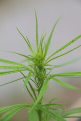 Close-up of cannabis bouquet and cannabis leaves