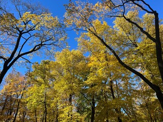 Yellow leaves trees branches in the blue sky 
