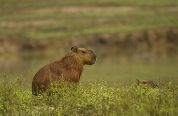 Capybara, Hydrochaeris hydrochaeris,  Pantanal, Mato Grosso, Brazil