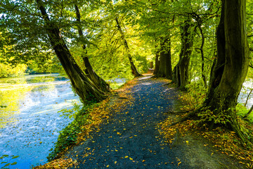 Sunny day in Autumnal forest, yellow orange trees and lake