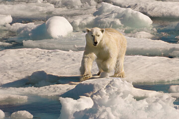 Obraz na płótnie Canvas Polar Bear on floating ice, Davis Strait, Labrador See, Labrador, Canada