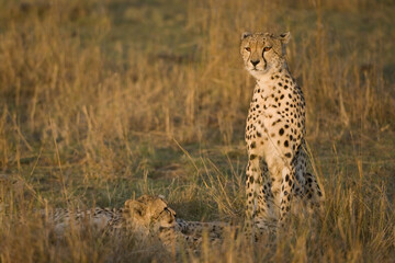 Cheetah and young, Acinonyx jubatus, , Masai Mara, Kenya