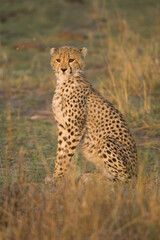 Fototapeta na wymiar Young Cheetah, Acinonyx jubatus, Masai Mara, Kenya