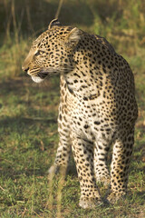 Obraz premium Leopard, Panthera pardus, Masai Mara, Kenya