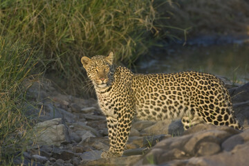 Leopard, Panthera pardus, Masai Mara, Kenya