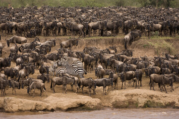 White-bearded gnus or Blue wildebeest and Burchell’s Zebras or Plains Zebras crossing the Mara river, Masai Mara National Park, Kenya