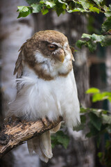 Spectacled Owl Portrait, Pulsatrix perspicillata, a large tropical owl native to the neotropics