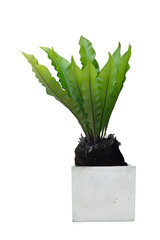 Bird’s nest fern or Asplenium nidus in cement pot isolated on white background included clipping...