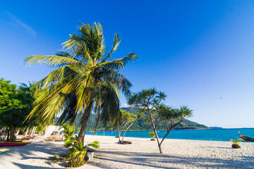 Tropical cocoinut palm tree on sea beach wave white sand summer vacation