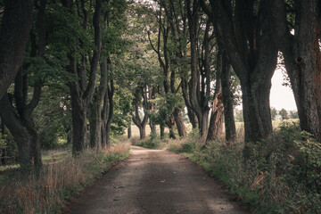 Fototapeta premium Alley in the park among old trees in the autumn