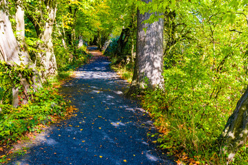 Sunny day in Autumnal forest, yellow orange trees