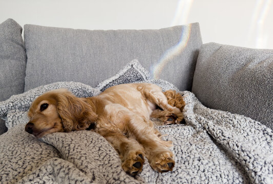 Golden Cocker Spaniel Dog Puppy Laying sleeping on Grey Sofa on Blanket. Cosy Winter Autumn Style.