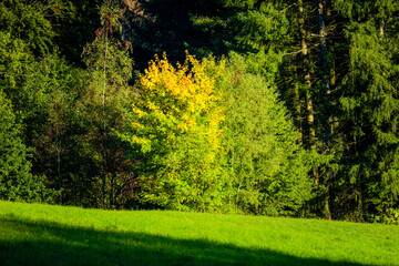 Fototapeta na wymiar Sunny day in Autumnal forest, yellow orange trees