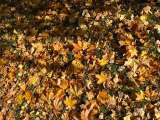 Autumn falling leaves on the ground, yellow and red dry leaves, natural background