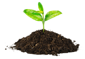 A newly planted plant