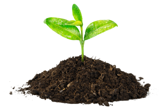 A newly planted plant