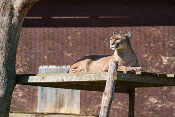 Portrait of cougar in the zoo