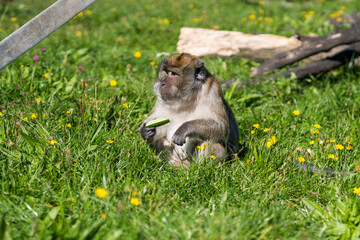 Macaque (Macaca) monkey eating a cucumber in green grass