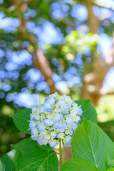 鮮やかに咲く紫陽花