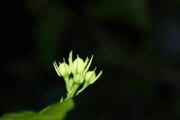 close up of a flower