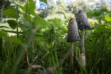 Group of Coprinus comatus at different stages of autolysis, in the forest. Two large toxic mushrooms and one small edible one. Bottom view.