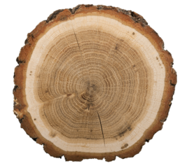 Large circular piece of wood cross-section with colored tree ring