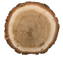 Tuinposter Large circular piece of wood cross-section with colored tree ring © BillionPhotos.com
