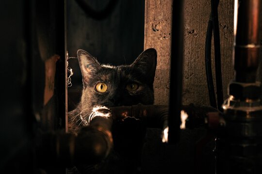 Cat With Yellow Eyes Looking Up